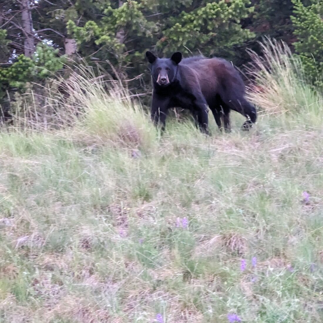 Missoula Bears Stay Informed Get The Latest Bear And Mountain Lion