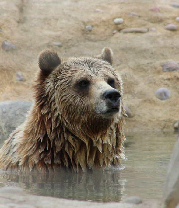 Our Story - Grizzly bear conservation and protection