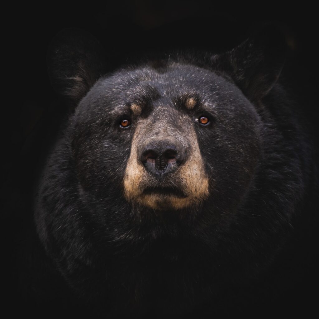 Increasing sightings of bears around the Missoula, Bitterroot and Blackfoot  valleys, NonStop Local Missoula