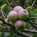 apple-fruit-tree