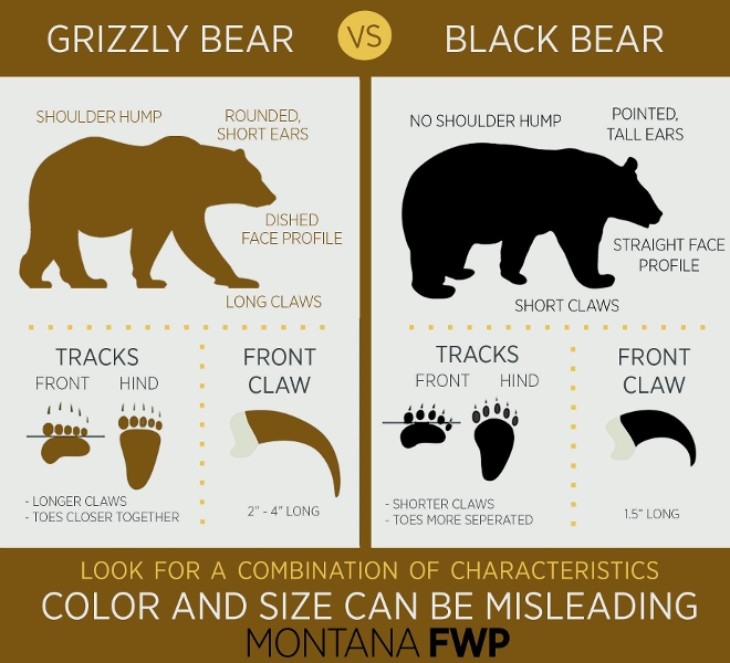 black bear tracks vs grizzly