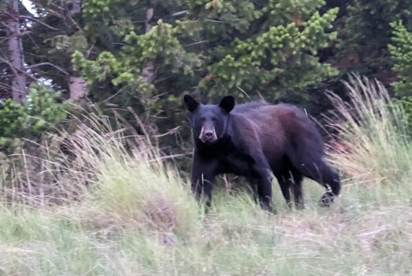 black bear
