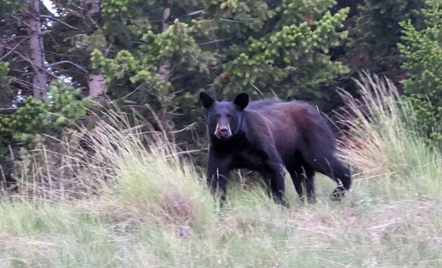 black bear