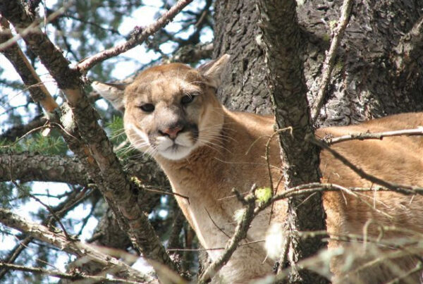 mountain lion
