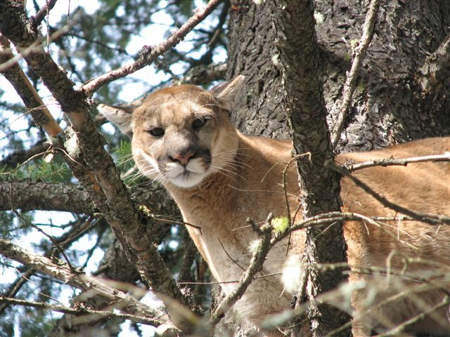 mountain lion