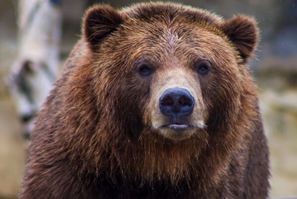 grizzly bear