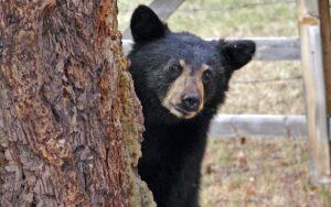 Black Bear