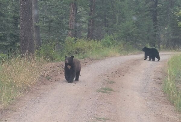 black bears