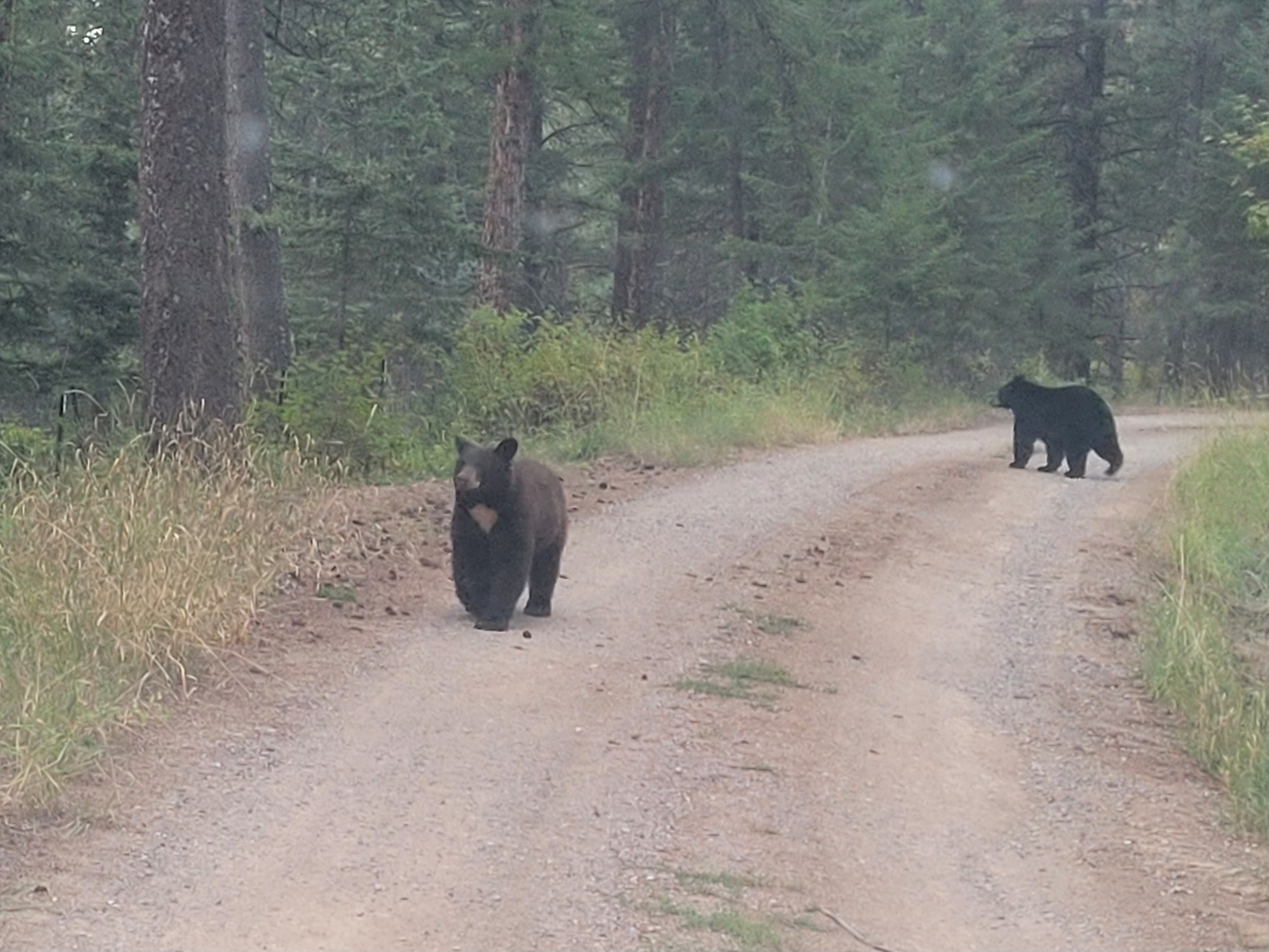 black bears