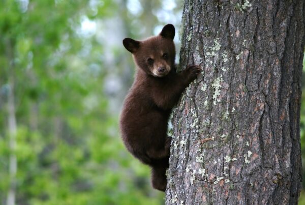 bear cub