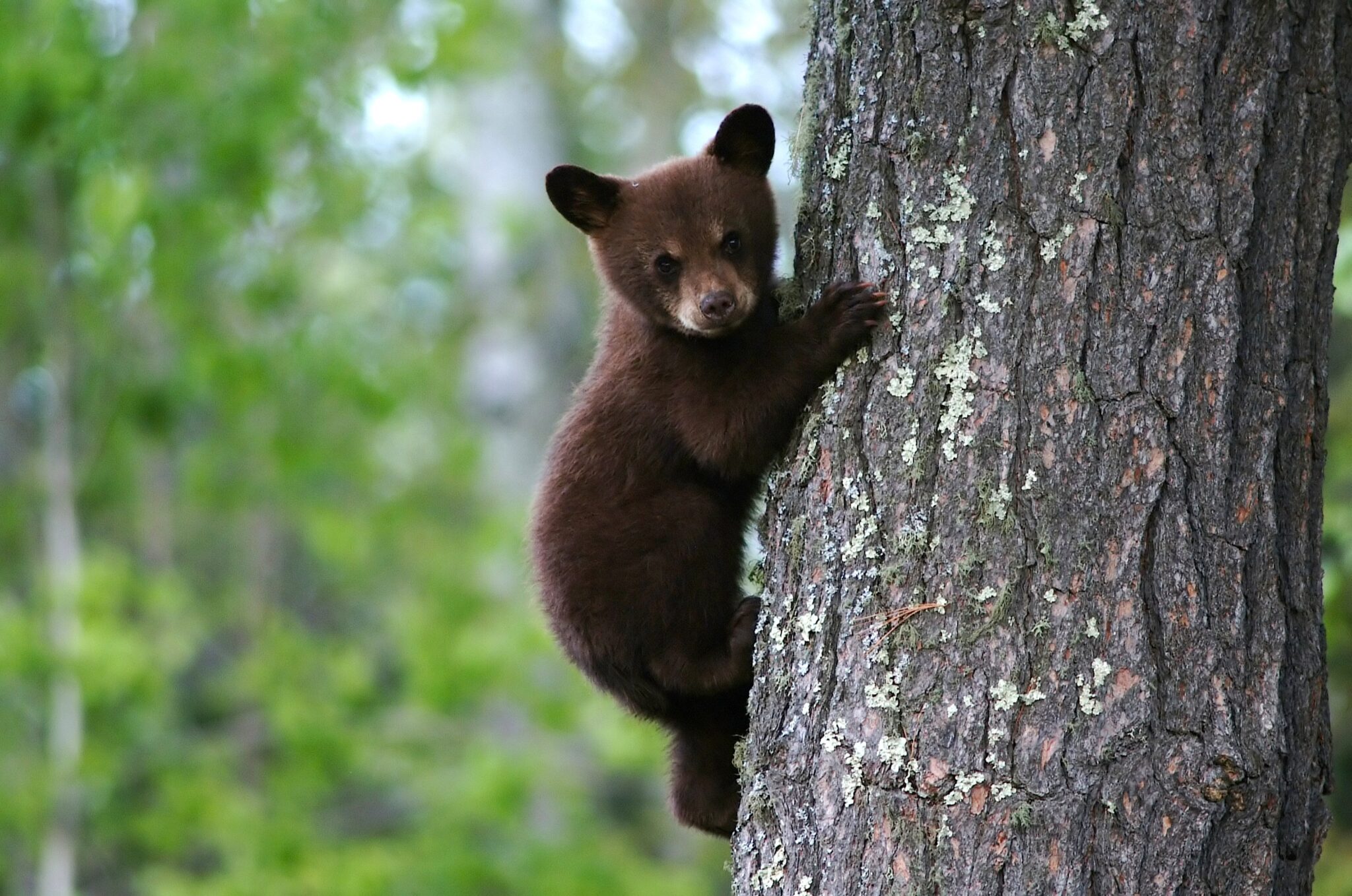 bear cub