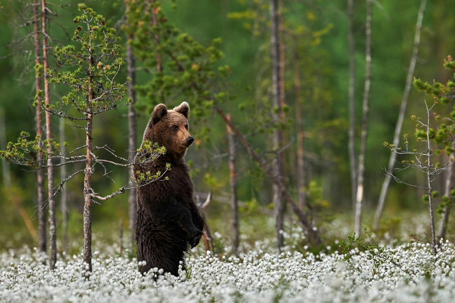 grizzly bear