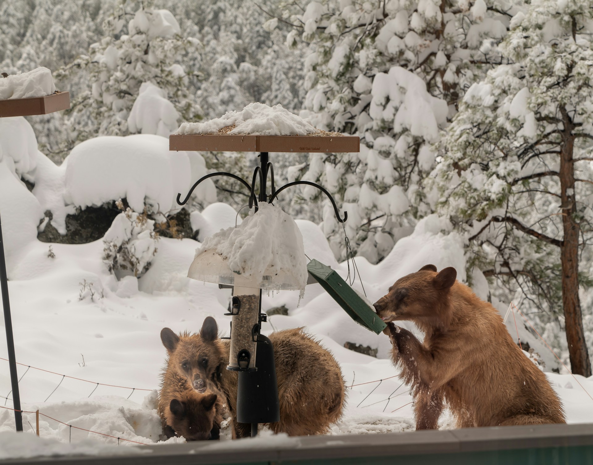 grizzly bears