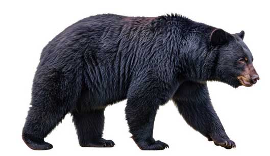 black bear