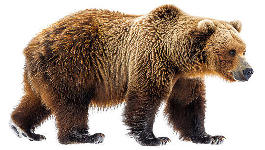 grizzly bear