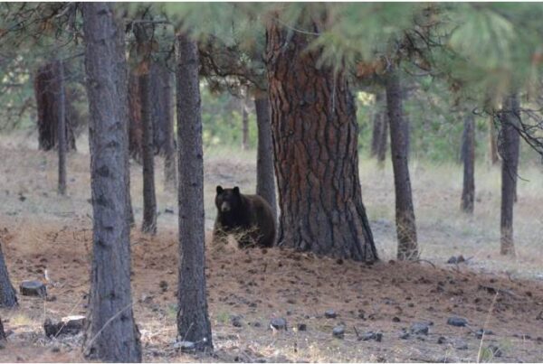 black bear