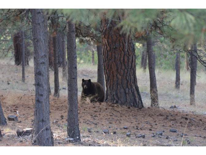 black bear