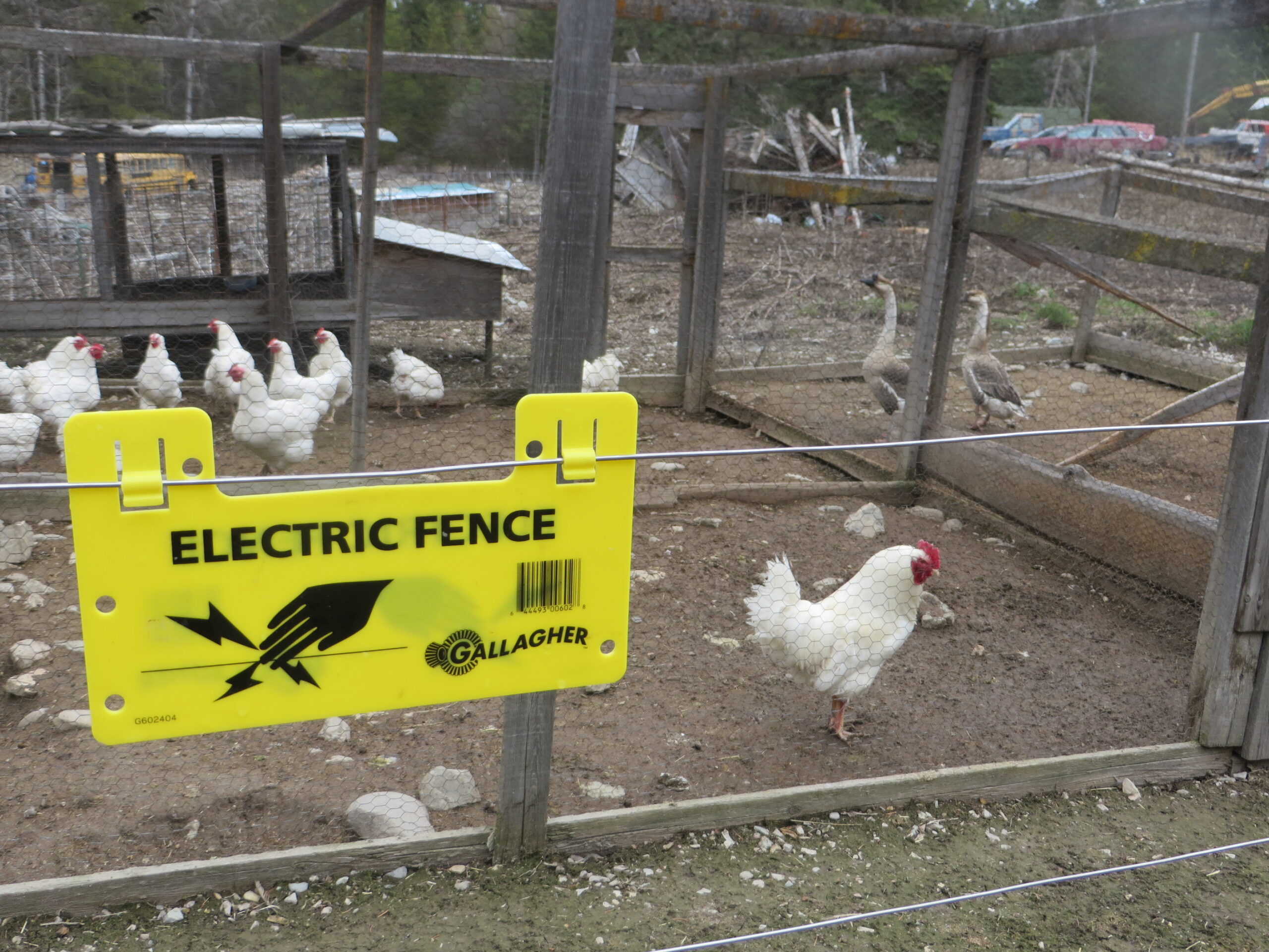 Chicken Fence