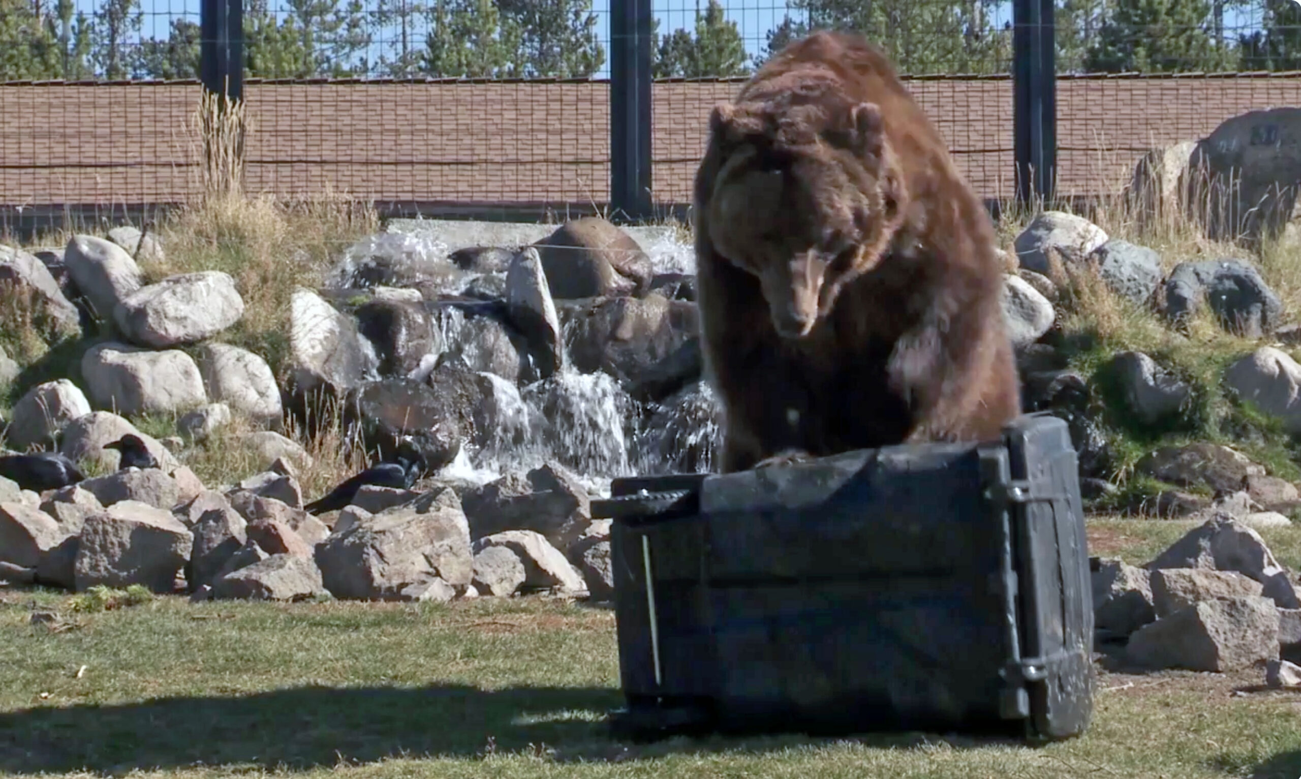 grizzly bear