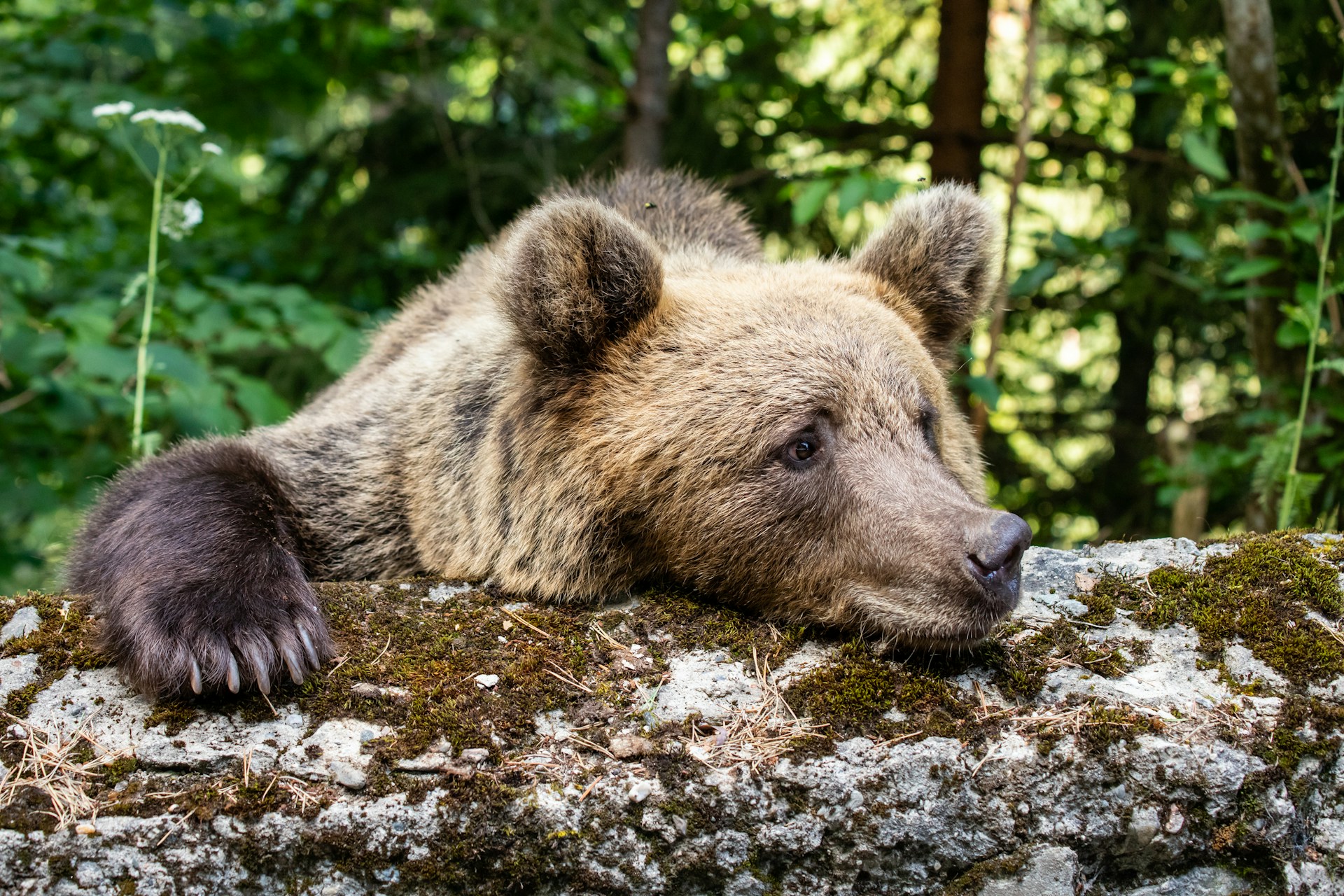 grizzly bear
