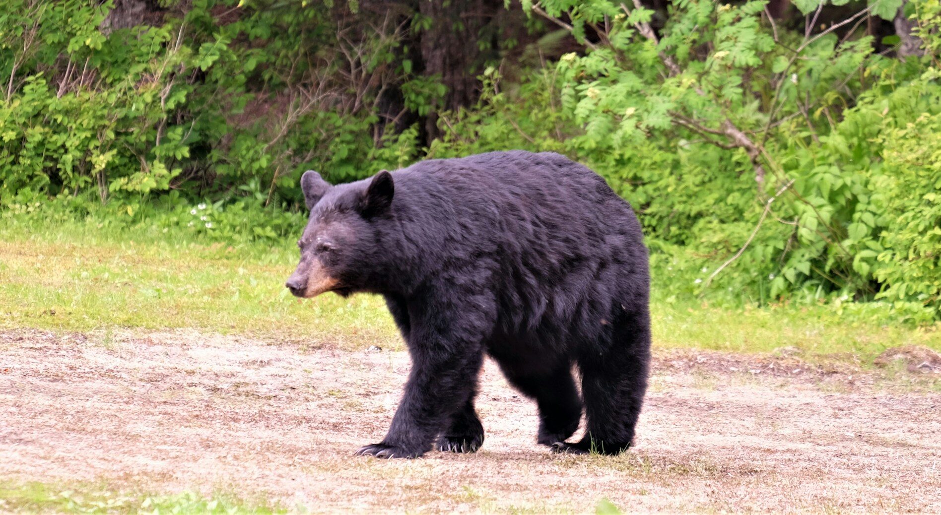 Black Bear