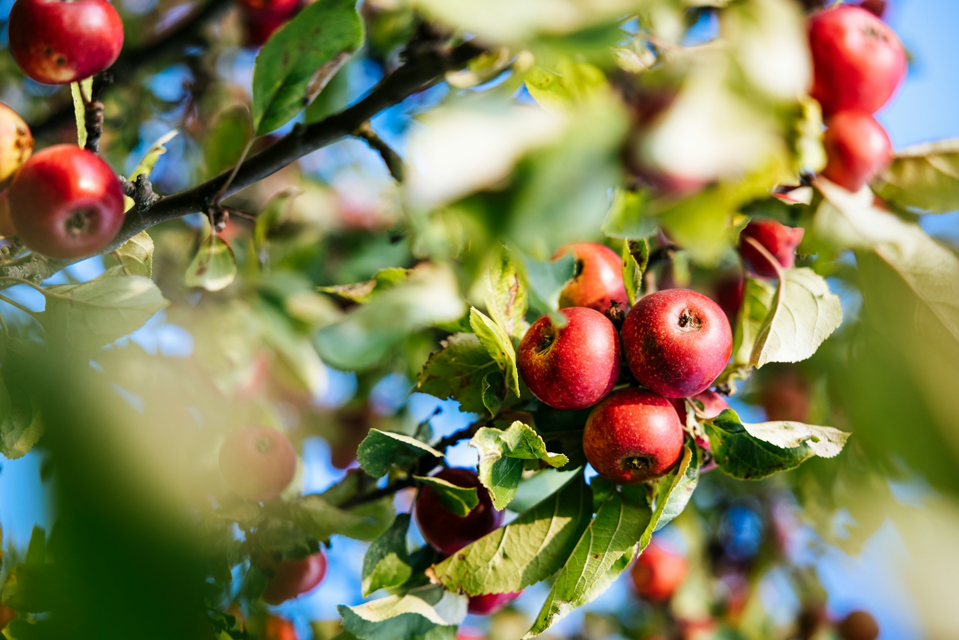 orchard